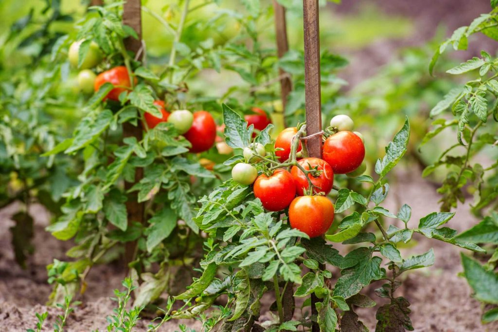 how to grow tomatoes for beginners.