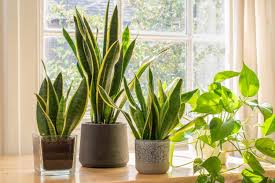 Houseplants that thrive in low light.