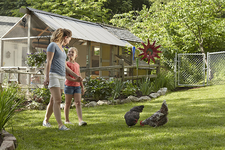 Beginner’s Guide to Raising Backyard Chickens – Essential Tips and Setup