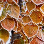 Garden protected from frost with mulch, cloches, and windbreaks.