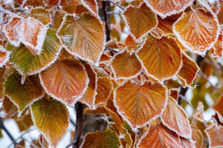 Garden protected from frost with mulch, cloches, and windbreaks.