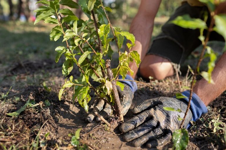 Best Trees to Plant in September