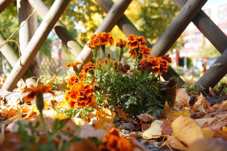 Fresh flower arrangements in a fall garden with vibrant chrysanthemums and sunflowers