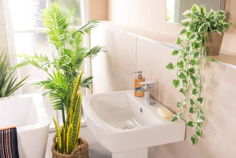 "best-bathroom-plants-that-absorb-moisture" best bathroom plants that absorb moisture