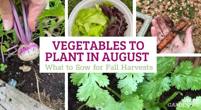 Fall vegetables to plant in August for a successful garden.